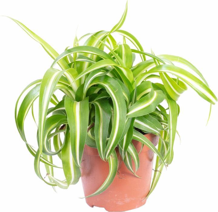 Flowerbox Grünlilie "Bonnie" - Chlorophytum Comosum (25 cm)