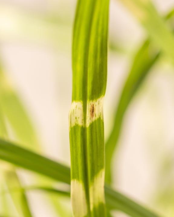 Produktbild feey Miscanthus sinensis 'Strictus'