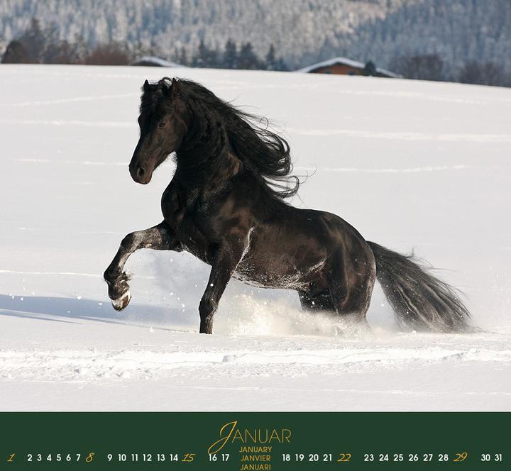 Image du produit Friesen 2026