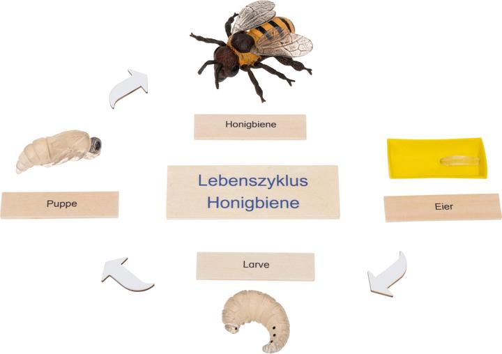 Produktbild Betzold Lebenszyklen-Set