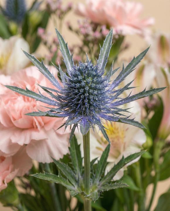 Image du produit feey Câlin de luxe (Fleurs coupées, 20x)