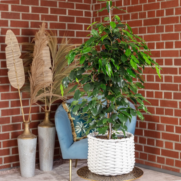 Actual product image Flowerbox Birch fig - Ficus benjamini (110 cm)