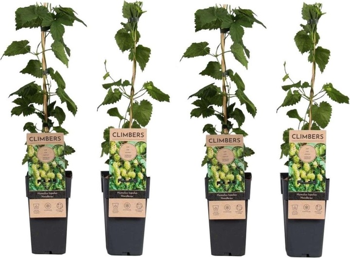 Produktbild Plant in a Box Humulus lupulus 'Nordbrau' - 4er-Set Hopfenpflanzen (50 cm)