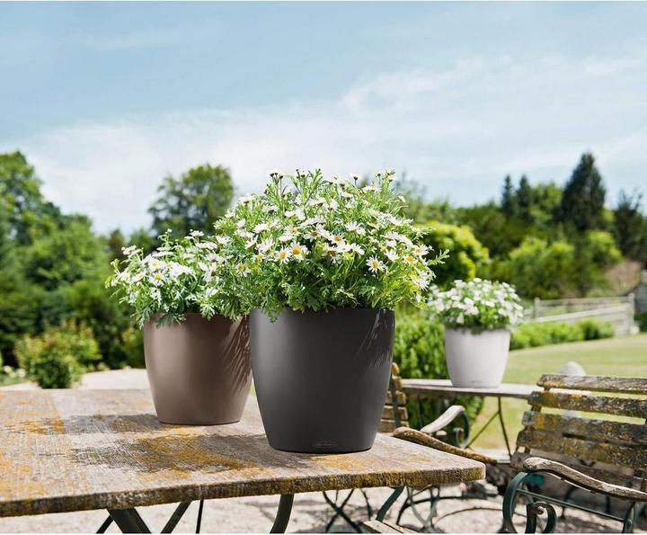 Immagine prodotto Lechuza Classico Color (27.50 cm)