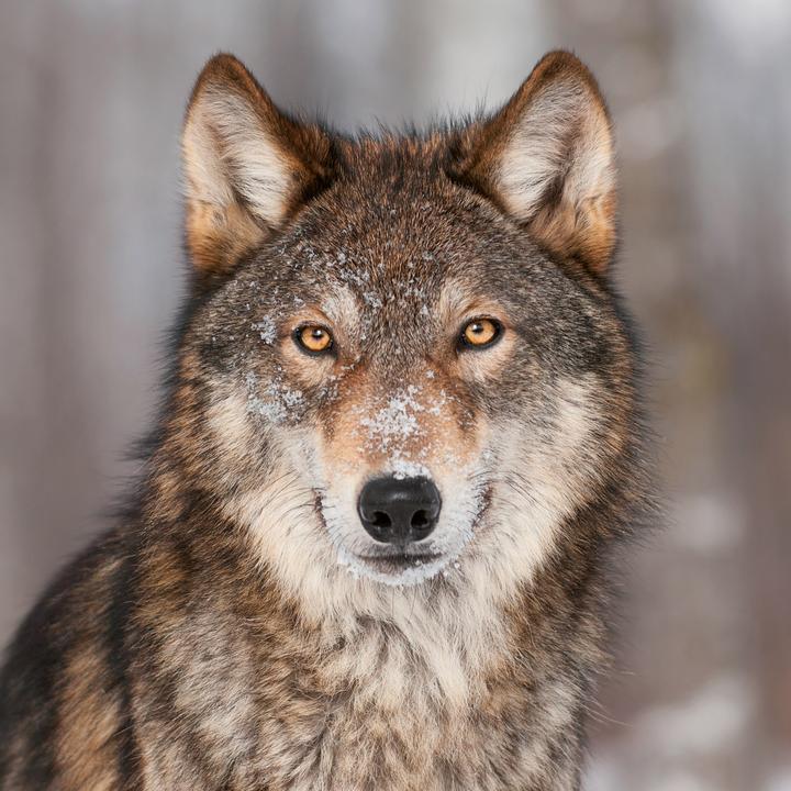 Produktbild Wölfe/Wolves 2026