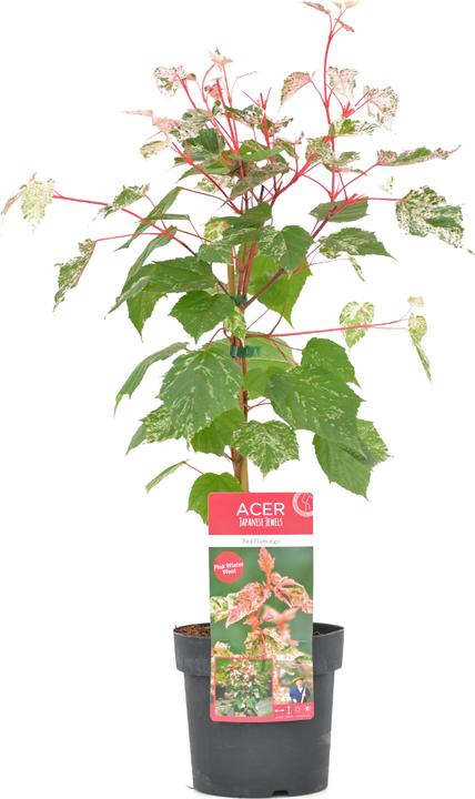 Produktbild Plant in a Box Acer conspicuum 'Red Flamingo' - Japanischer Ahorn (50 cm)