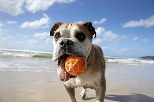 Actual product image Waboba Pets Tailwind - Dog series (Ball toy dog)