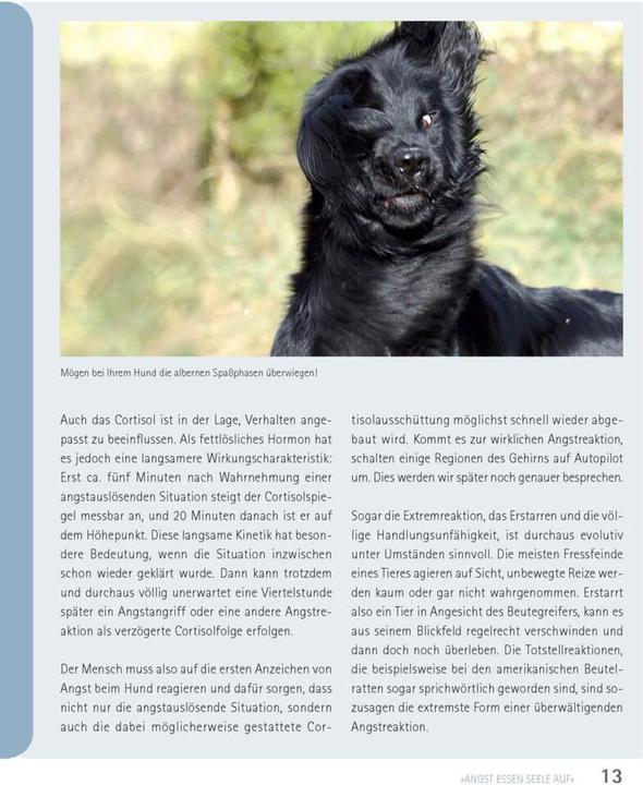 Produktbild Mein Hund hat Angst (Deutsch, Udo Ganslosser, Petra Krivy, 2024)