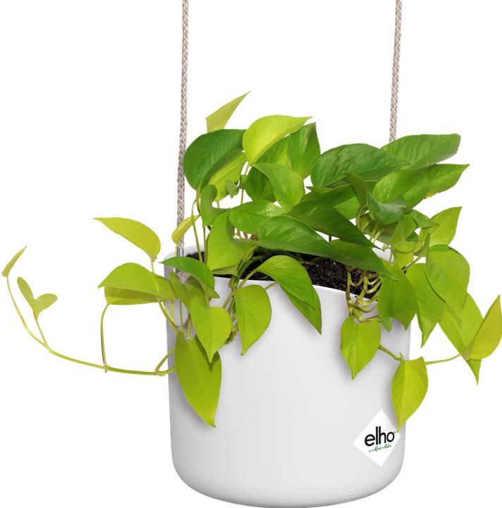 Produktbild Elho B.for Swing (18 x 170 cm)