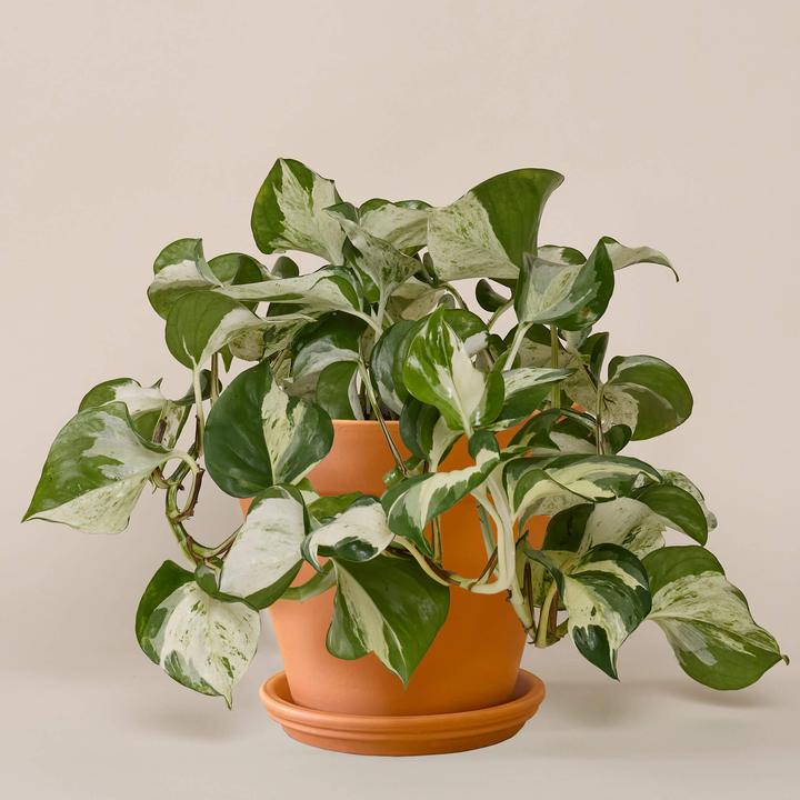 Mary and Plants Efeutute Happy Leaf Terrakotta - kaufen bei Galaxus -  Galaxus