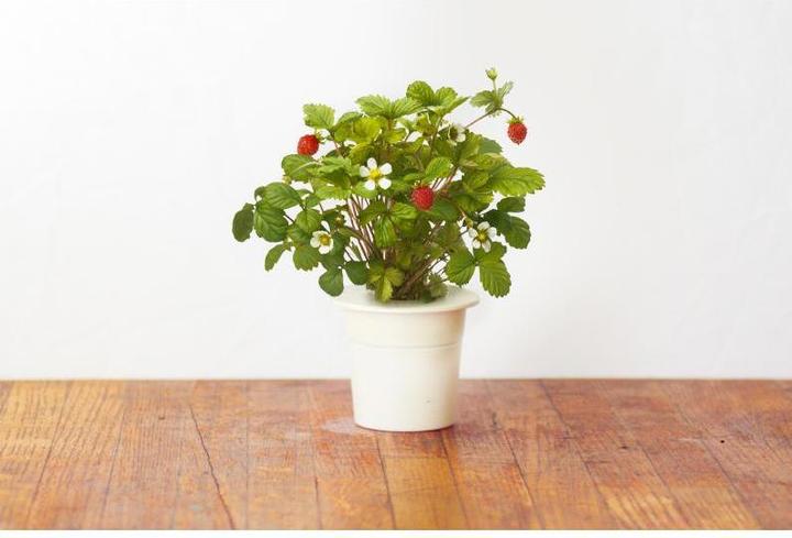 Produktbild Click and Grow Wild Strawberry (Gemüsesamen)