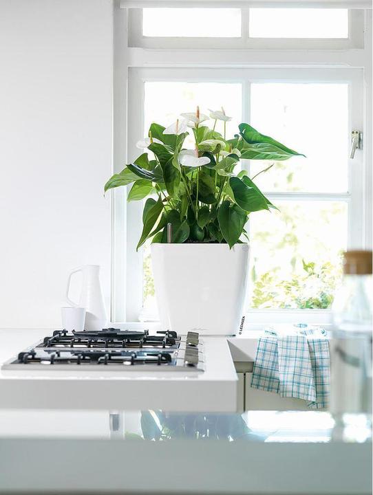 Produktbild Lechuza Quadro LS (35.50 x 35.50 x 32.50 cm)