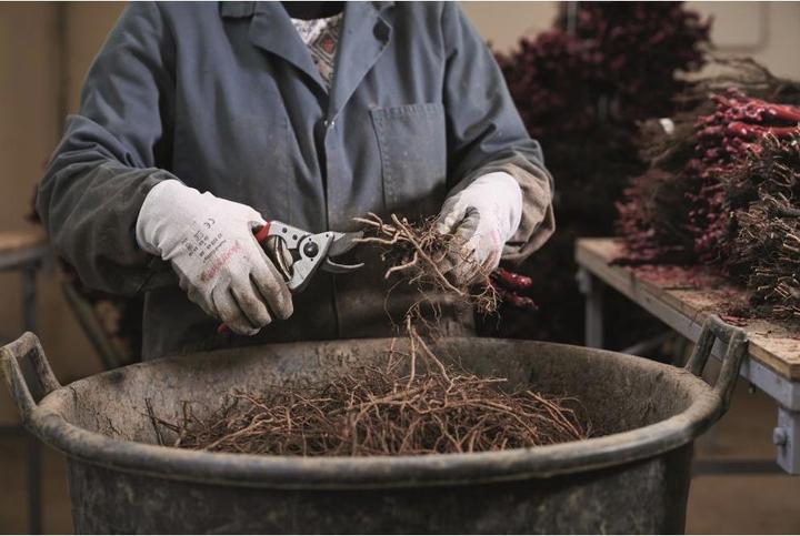 Produktbild Felco Gartenschere 14