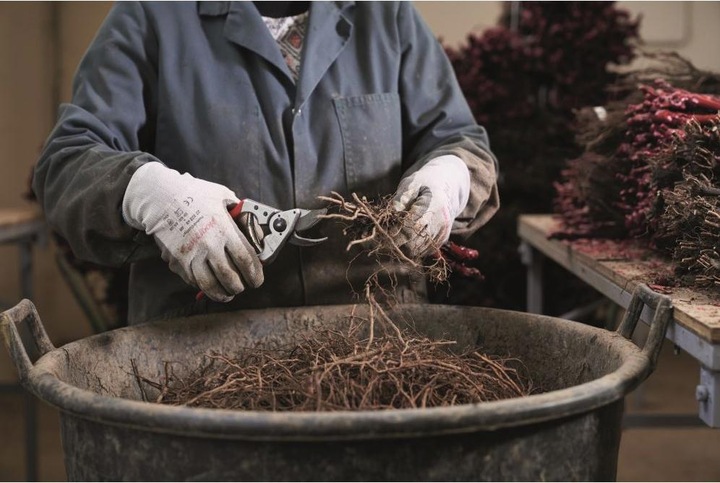 Produktbild Felco Gartenschere 14
