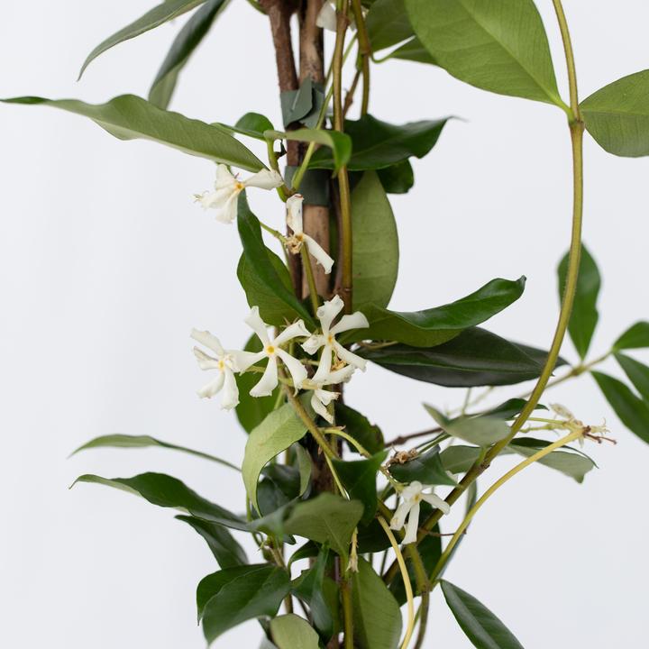 Image du produit Plant in a Box Trachelospermum jasminoides - Jasmin étoilé (120 cm)