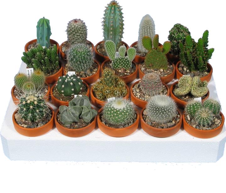 Kakteen Gautschi Cacti Beginners Set (10 cm)