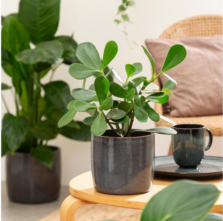 Produktbild Scheurich Blumentopf Solido 17.6 cm, Dunkelgrau (17.60 cm)