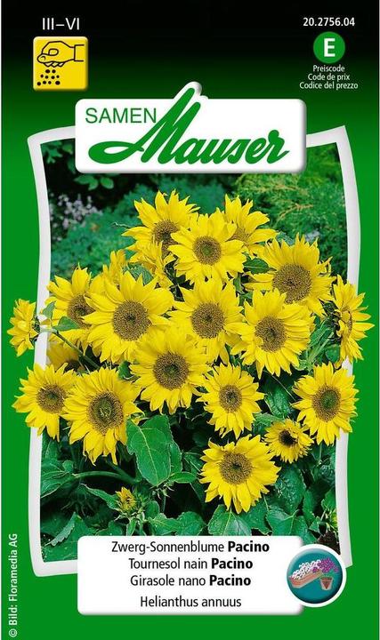 Immagine prodotto Samen Mauser Girasole nano Pacino (Semi di piante)