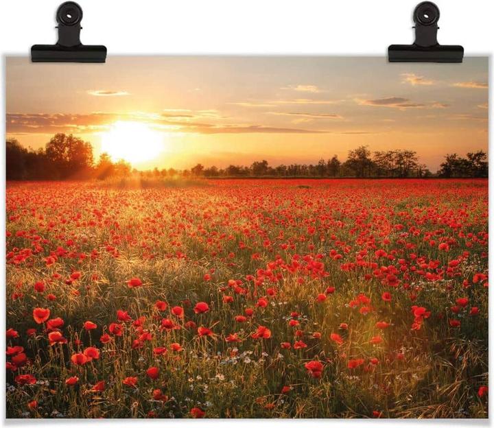 Actual product image Trenddeko Poppy field in sunset (50 x 60 cm)