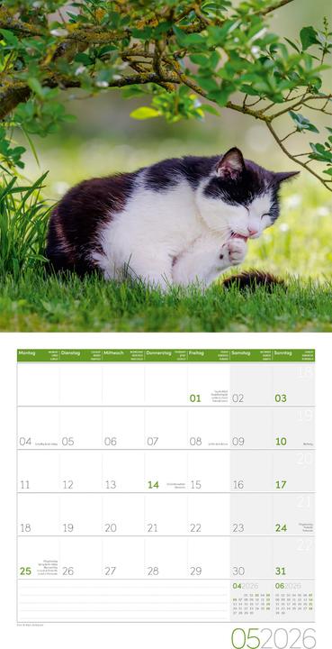 Produktbild Katzen Kalender 2026 - 30x30