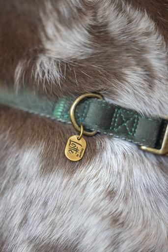 Actual product image Designed by Lotte Dog collar Velura (50, Dog, Jogging, Walks)