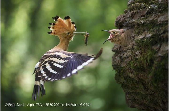 Actual product image Sony FE 70-200mm f/4 Macro G OSS II (Sony E, full size, APS-C / DX)