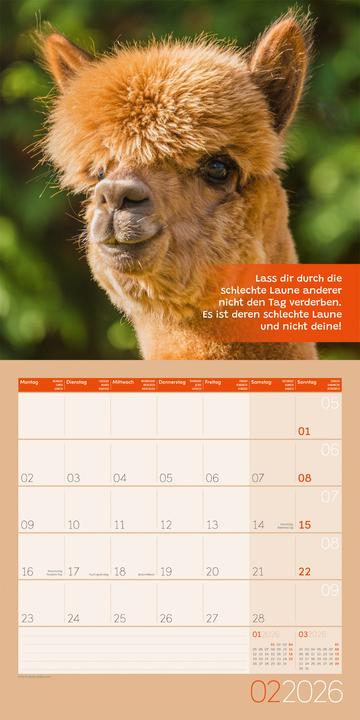Image du produit No Drama, Lama! Kalender 2026 - 30x30 (30 x 30 cm, Couverture rigide, Allemand)