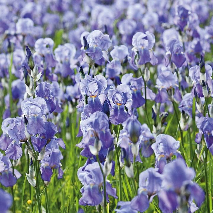 Immagine prodotto Weleda Iris (30 ml, Crema da giorno)