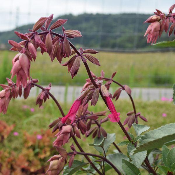 Immagine prodotto Säntispracht La salvia colorata con le bacche - Salvia hybrida 'Strawberry Lake' (150 cm)