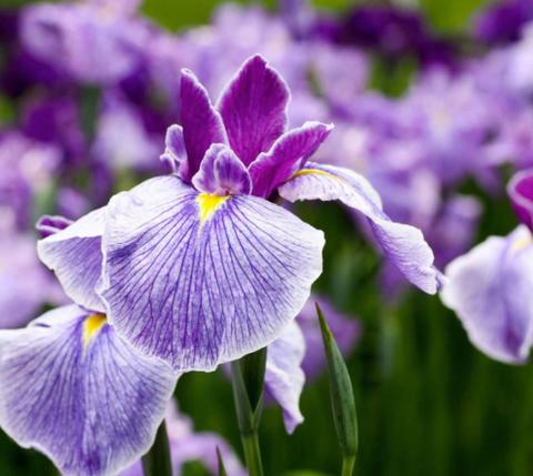 Actual product image Swissforce Duo Anti-Wrinkle (150 ml, 24h cream)