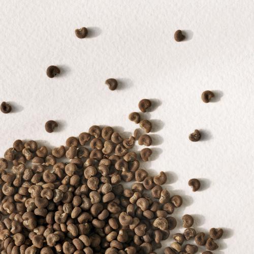 Actual product image Ralph Lauren Polo Earth Moroccan Neroli (Eau de toilette, 100 ml)