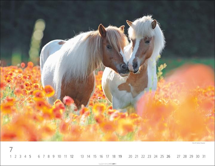 Produktbild Islandpferde Kalender 2026 (44 x 34 cm)