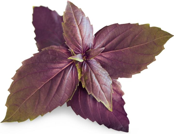 Actual product image Véritable Lingot Purple Basil BIO
