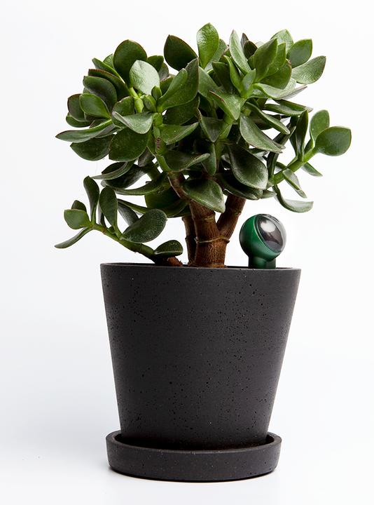 Produktbild FYTA Tropfer-Set 1 Beam + Wi-Fi Hub, Bewässerungsart (Tropfbewässerung Set)