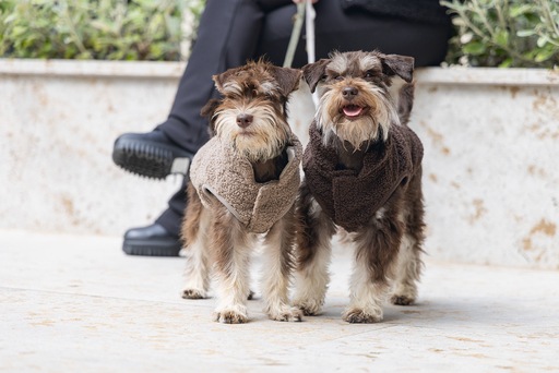 Actual product image Designed by Lotte Madeleine dog jumper (S, Dog jumper)