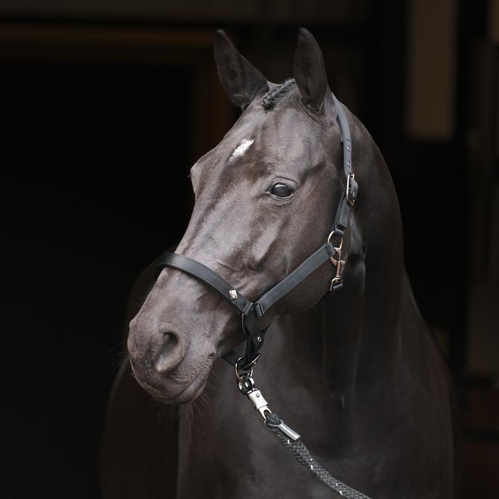 Immagine prodotto Imperial Riding Rebel