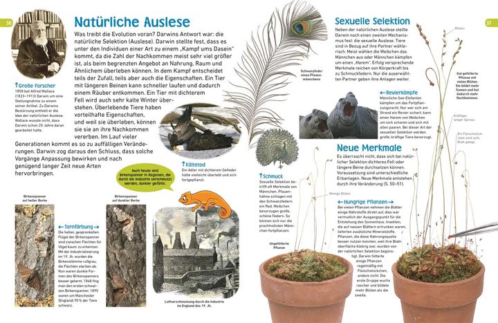 Produktbild memo Wissen entdecken. Evolution (Deutsch, DK Verlag - Kids, Frauke Bahle, 2018)