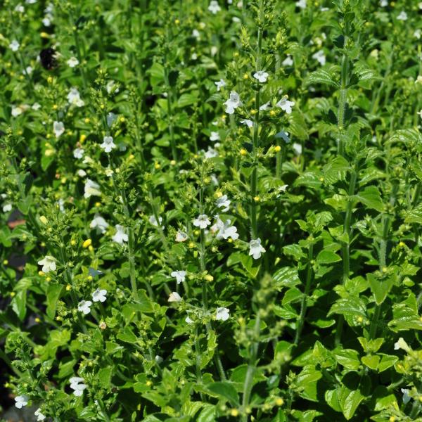 Actual product image Säntispracht Set of 3, The fragrant mountain mint - Calamintha nepeta Marvelette White (35 cm)