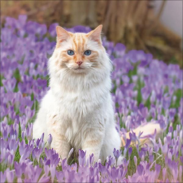 Actual product image Cats 2026 (Special)