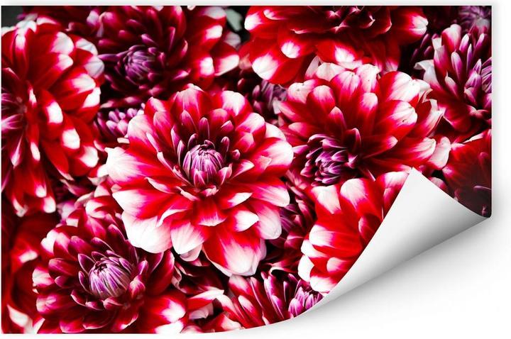 Image du produit Trenddeko Fleurs rouges (100 x 70 cm)