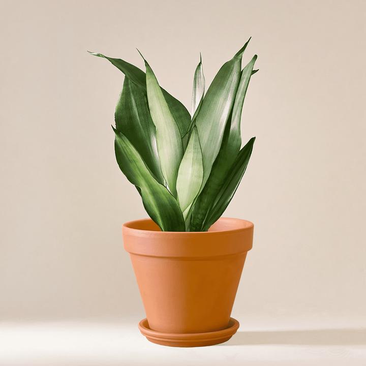 Mary and Plants Sansevieria Moonshine (55 cm)