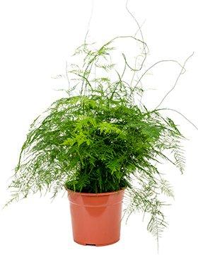 Produktbild Plantlovers Asparagus Setaceus Bush (Zierspargel) (55 cm, Frisch umgetopft)