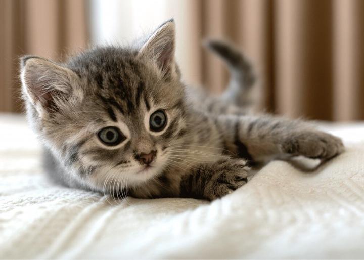 Image du produit BrandMac Couverture polaire pour chat (Chat)