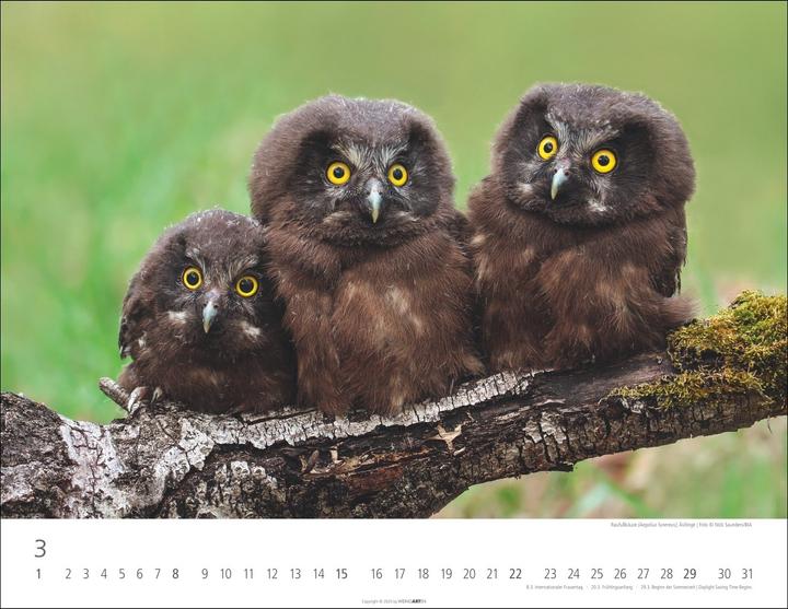 Produktbild Eulen Kalender 2026 (44 x 34 cm)