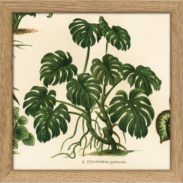 Image du produit Dybdahl Botanical (15 x 15 cm)