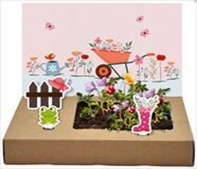 Produktbild Wunderle Mini-Garten Blütenpracht (1x)