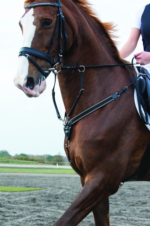 Image du produit Catago Martingale pour cheval