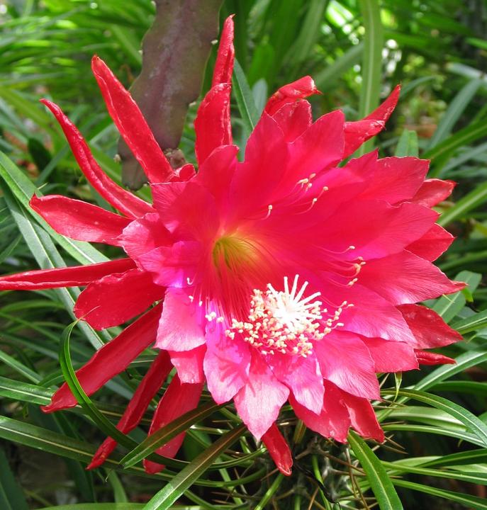 Kakteen Gautschi Epiphyllum rote Blte - kaufen bei Galaxus - Galaxus