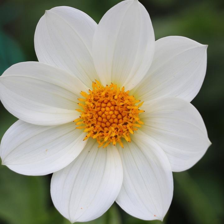 Immagine prodotto Plant in a Box Anemone Sposa, Allium Neapolitanum. Gladiolo White Prosperity, Gladiolo Call. Acidantera, Dalia T (10 cm)