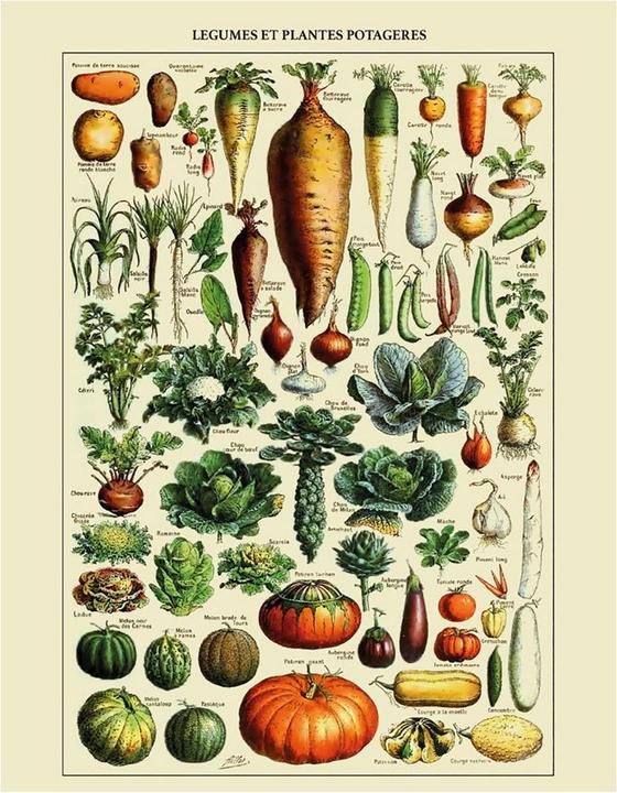 Immagine prodotto Adolphe Millot bedruckt Legumes Et Plantes Potageres (30 x 40 cm)